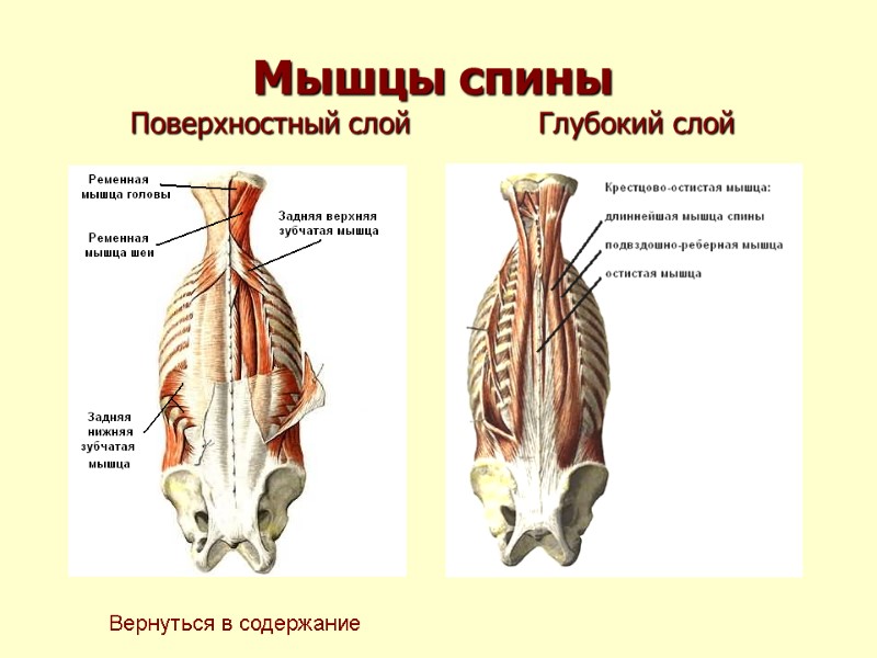 Мышцы спины Поверхностный слой          